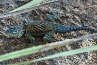 Yarrow's Spiny Lizard