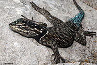 Yarrow's Spiny Lizard