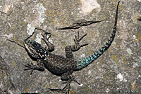 Yarrow's Spiny Lizard