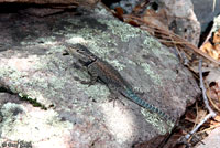 Yarrow's Spiny Lizard