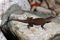 Yarrow's Spiny Lizard