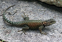 Yarrow's Spiny Lizard