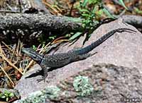 Yarrow's Spiny Lizard