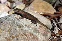 Yarrow's Spiny Lizard