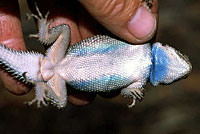 Yarrow's Spiny Lizard