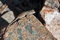 Yarrow's Spiny Lizard