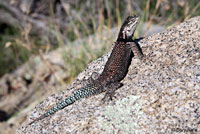 Yarrow's Spiny Lizard