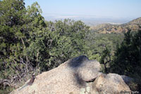 Yarrow's Spiny Lizard