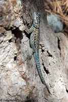 Yarrow's Spiny Lizard