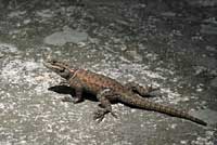 Yarrow's Spiny Lizard