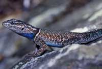 Yarrow's Spiny Lizard