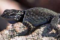 Yarrow's Spiny Lizard