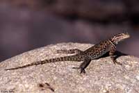 Yarrow's Spiny Lizard