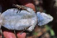 Yarrow's Spiny Lizard