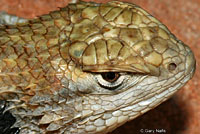 Desert Spiny Lizard