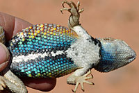 Desert Spiny Lizard