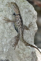 desert spiny lizard