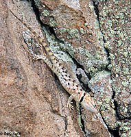 Desert Spiny Lizard