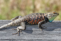 yellow-backed spiny lizard