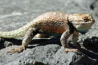 yellow-backed spiny lizard