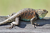 yellow-backed spiny lizard