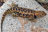 Desert Spiny Lizard