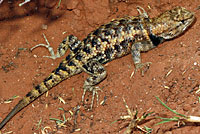 Desert Spiny Lizard