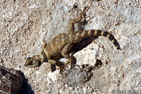 Texas Crevice Spiny Lizard