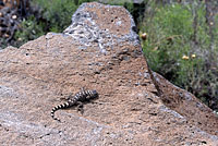 New Mexico Crevice Spiny Lizard