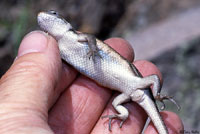 Slevin's Bunchgrass Lizard