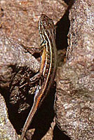 Slevin's Bunchgrass Lizard