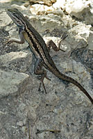 Plateau Fence Lizard