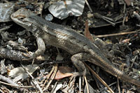 Plateau Fence Lizard