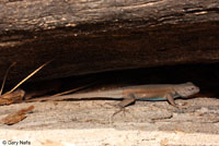 Plateau Fence Lizard