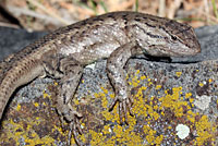 Plateau Fence Lizard