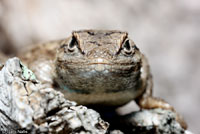 Plateau Fence Lizard