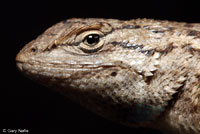 Plateau Fence Lizard