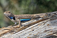 Plateau Fence Lizard