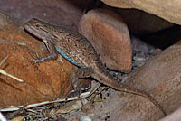 Plateau Fence Lizard