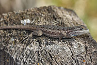 Plateau Fence Lizard