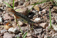 Sonoran Earless Lizard