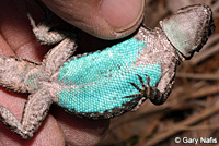 Schott's Tree Lizard