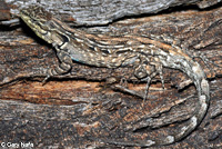 Schott's Tree Lizard