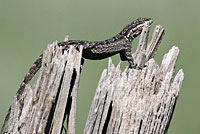 Schott's Tree Lizard