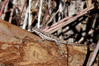 Schott's Tree Lizard