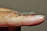 Schott's Tree Lizard