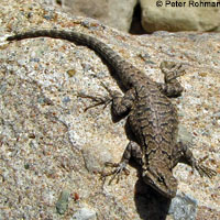 Schott's Tree Lizard