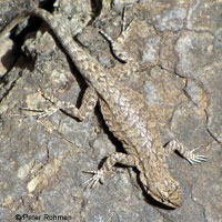 Schott's Tree Lizard