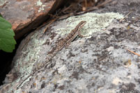 Schott's Tree Lizard