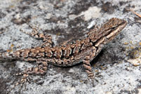 Schott's Tree Lizard